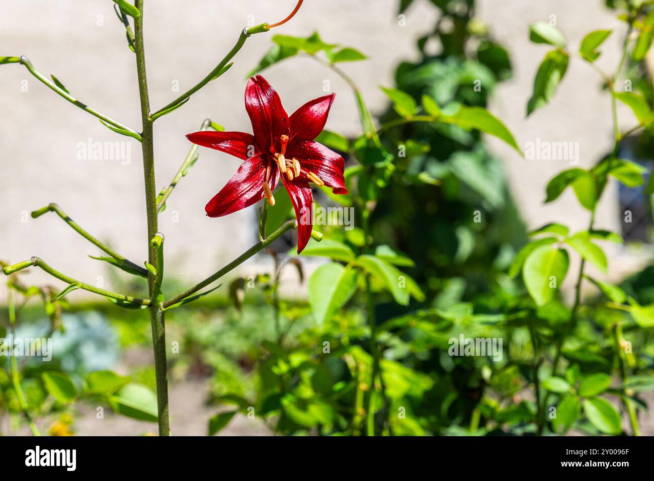 Le magnifique nénuphar rouge en pleine floraison Banque D'Images