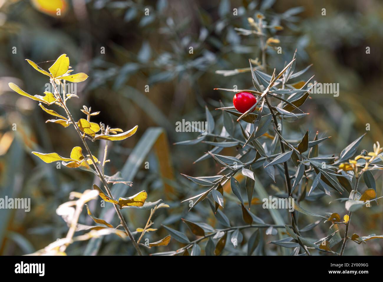 La splendide fleur rouge en pleine floraison Banque D'Images