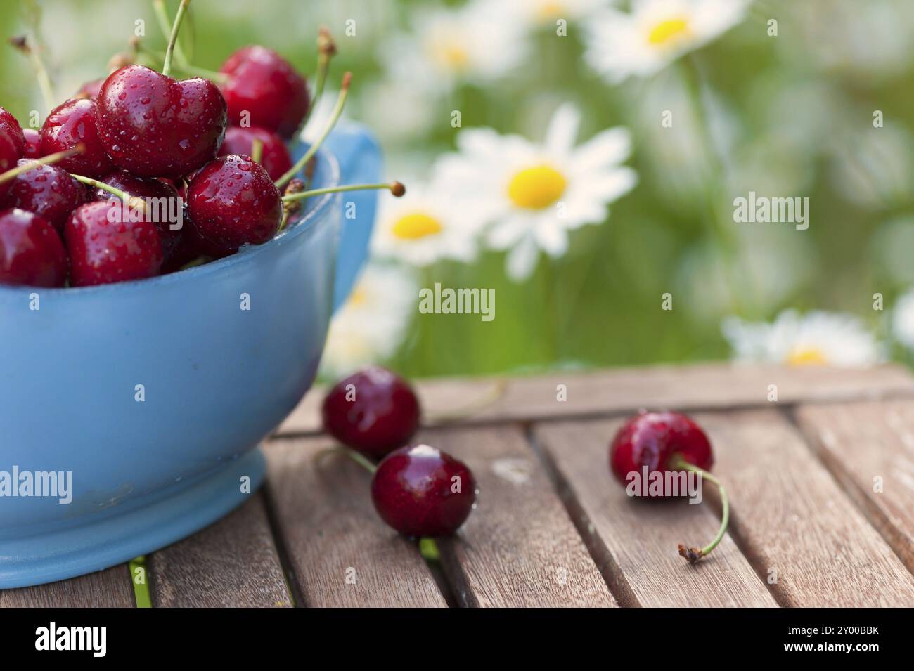 Bateau de sauce en verre bleu clair rempli de cerises douces mûres provenant de notre propre récolte de jardin. Prairie pleine de marguerites de bœuf en fleurs en arrière-plan. Ligh Banque D'Images