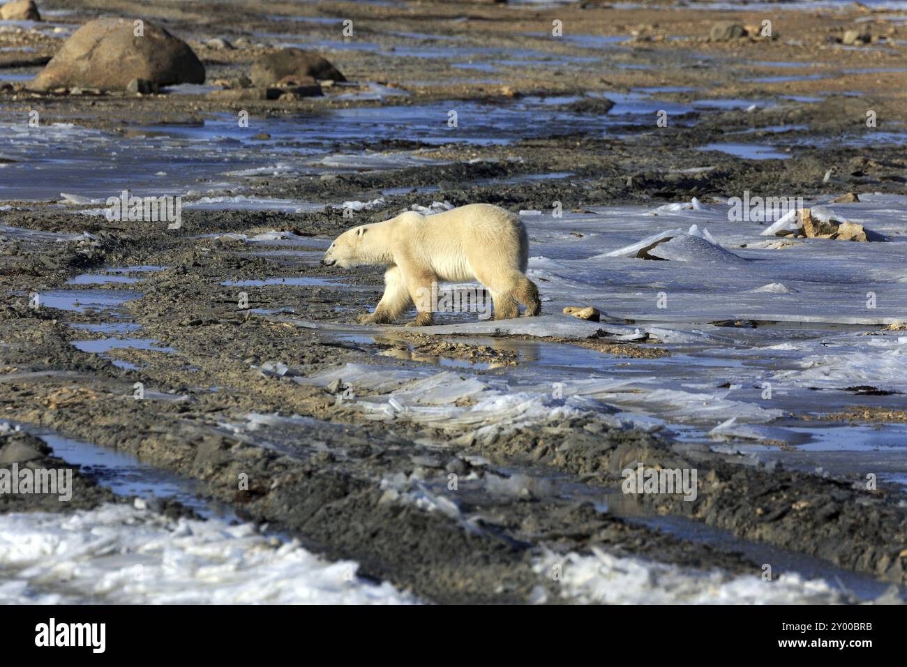 Un ours polaire sur la glace de la baie d'Hudson Banque D'Images