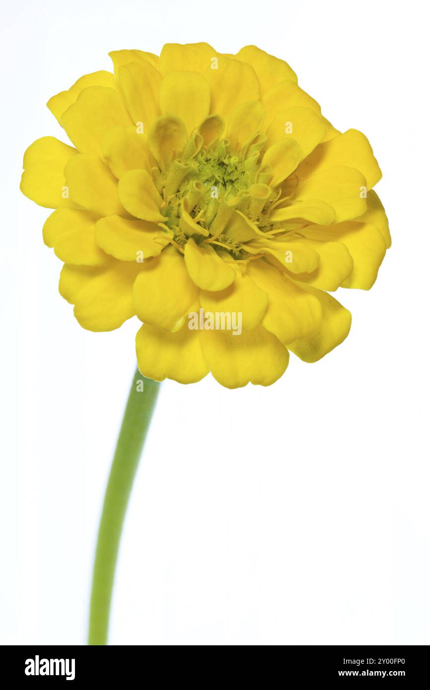 Zinnia jaune (Zinnia violacea), facultatif Banque D'Images