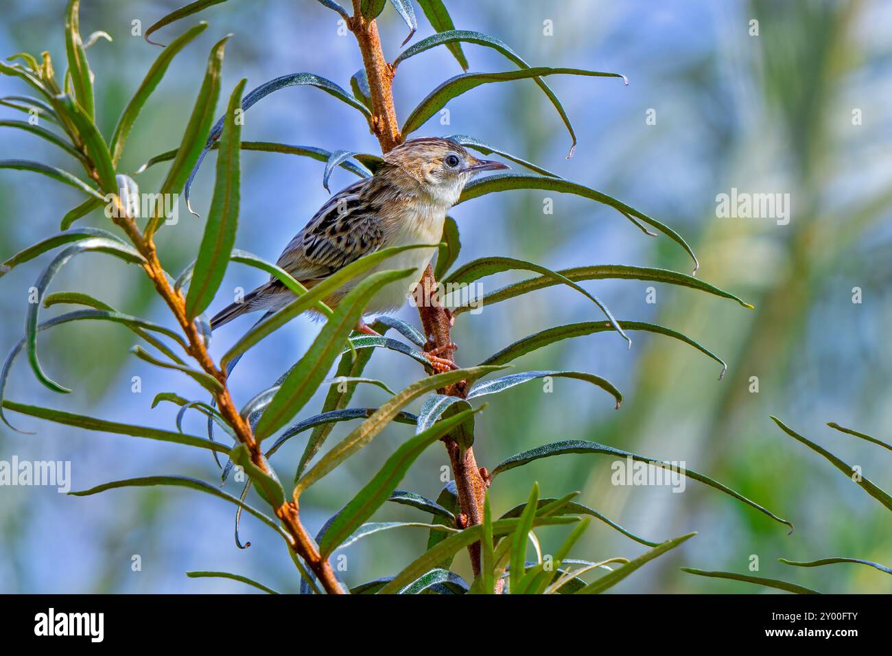 Zitting cisticola / paruline fantail striée (Cisticola juncidis) perchée dans la brousse Banque D'Images