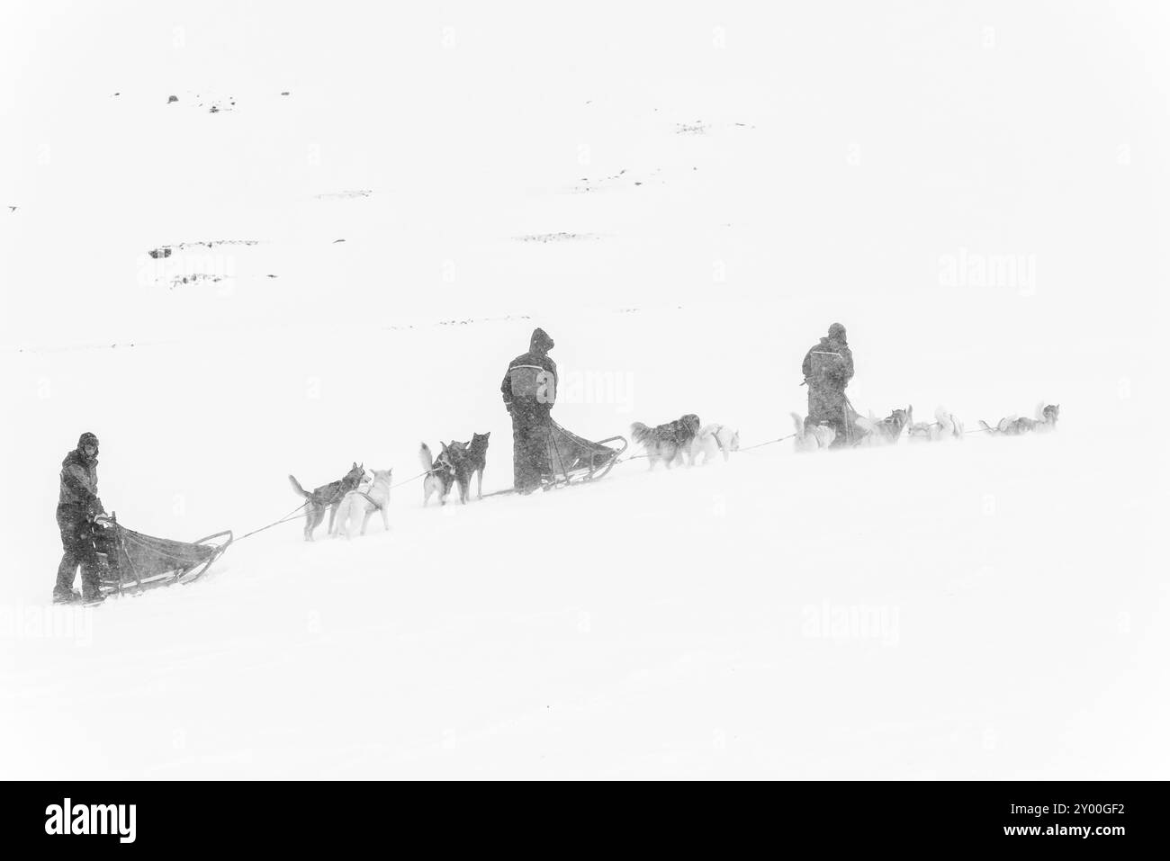 Traîneau à chiens dans la neige dans la vallée de Stuor Reaiddavaggi, Kebnekaisefjaell, Norrbotten, Laponie, Suède, mars 2013, Europe Banque D'Images