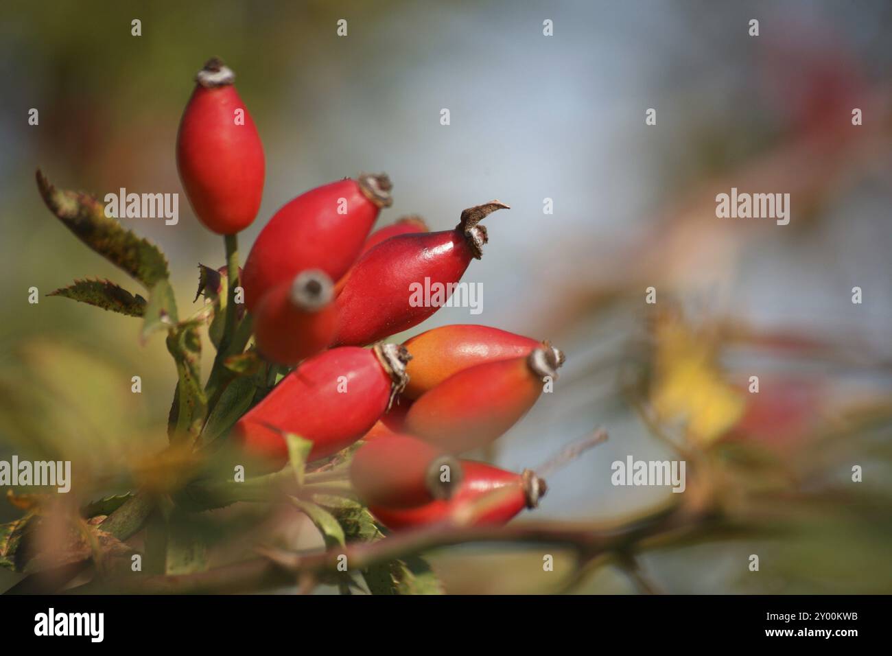 Fruit du chien rose Banque D'Images