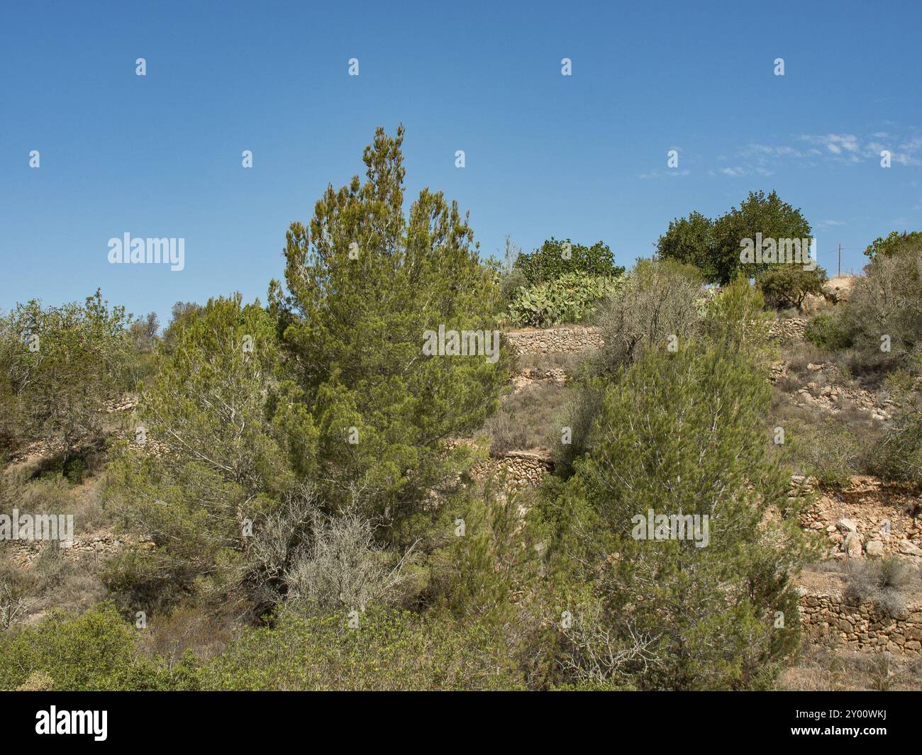 Végétation dense avec des arbres verts sous un ciel bleu clair par une journée ensoleillée, ibiza, mer méditerranée, espagne Banque D'Images