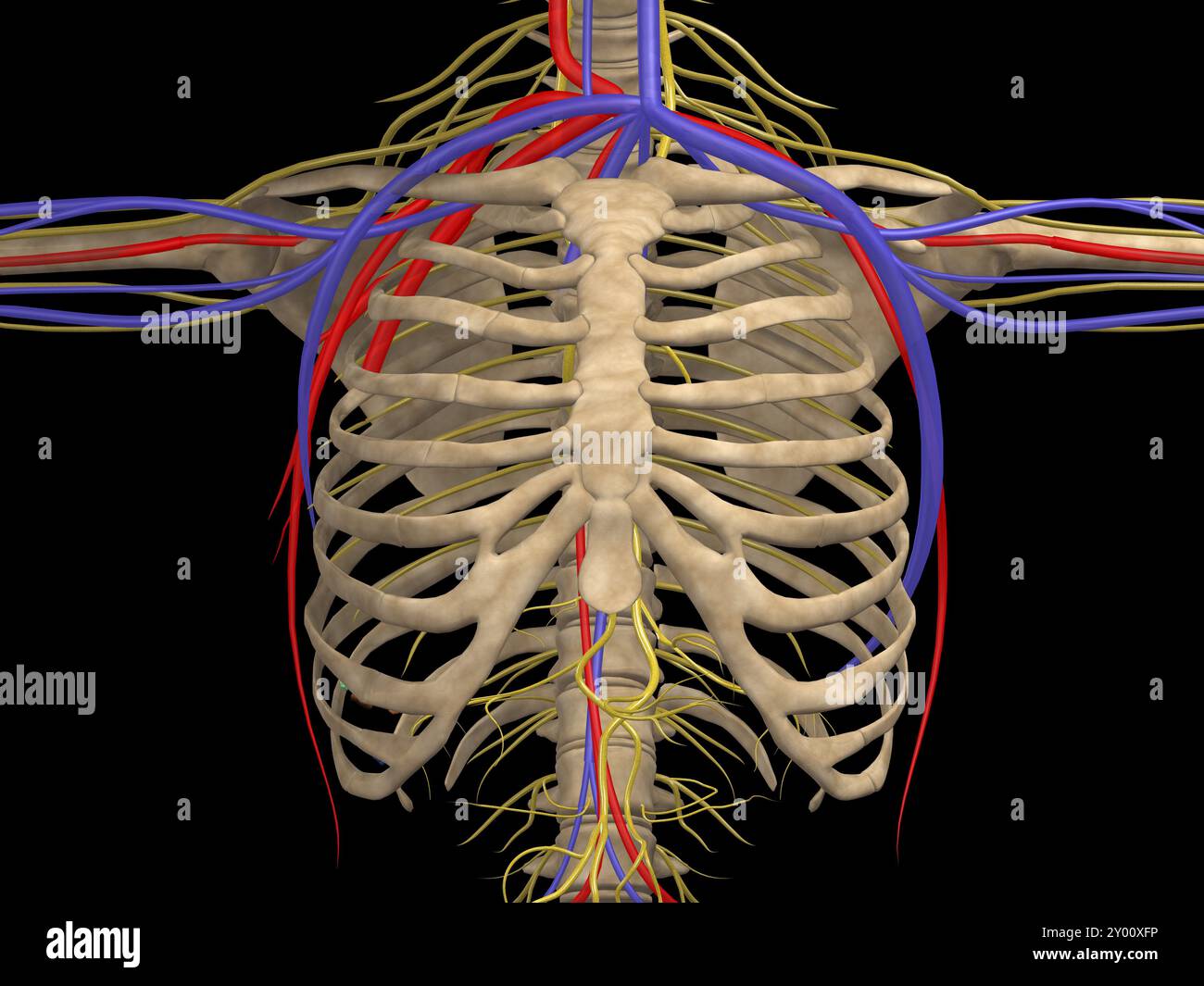 Cage thoracique avec nerfs, artères et veines Banque D'Images