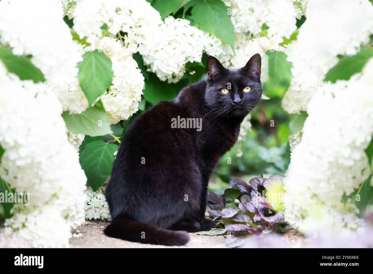 Gros plan d'un chat noir assis parmi les hortensias blanches dans un jardin fleuri Banque D'Images