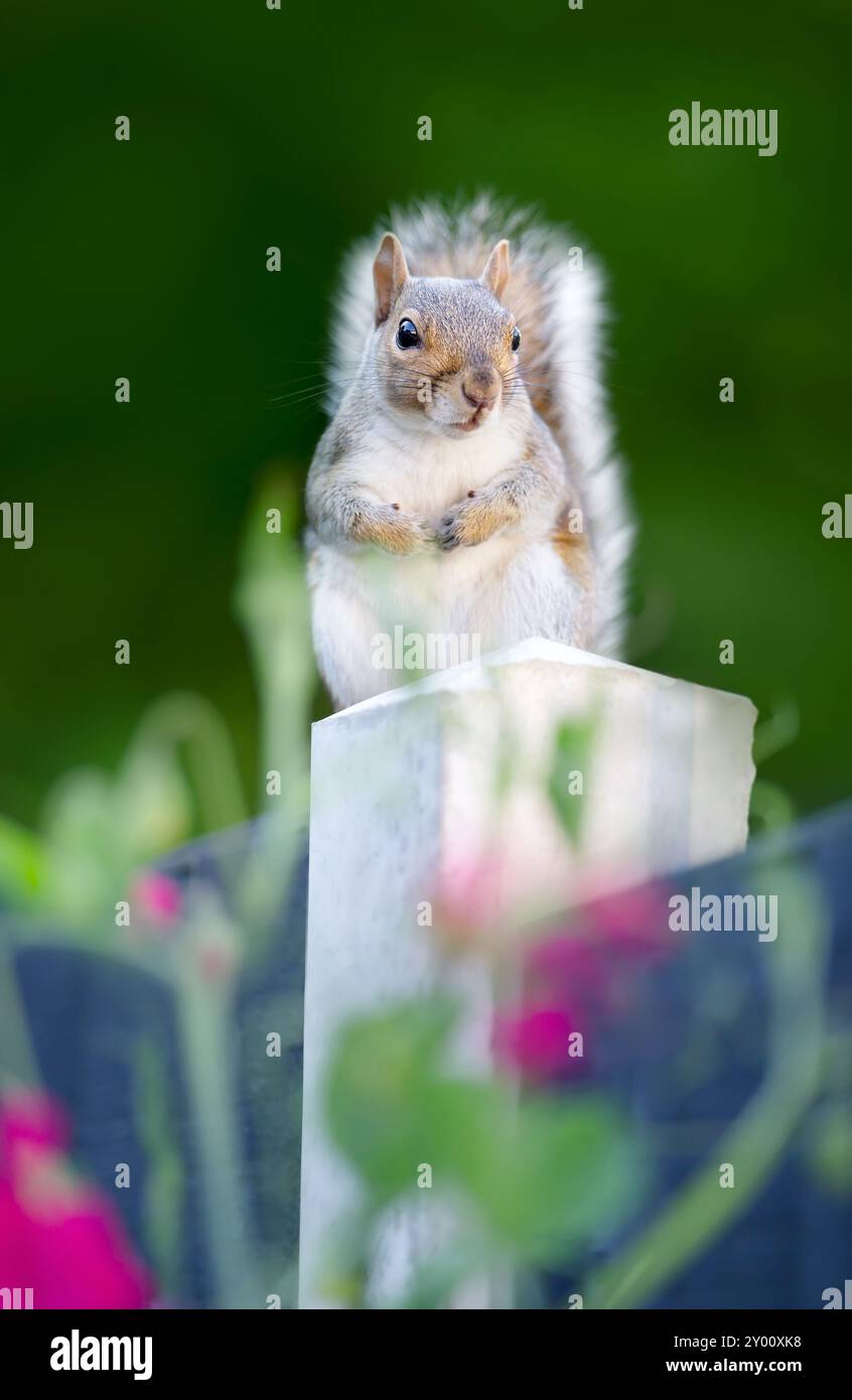 Gros plan d'un écureuil gris mignon debout sur un poteau de clôture de jardin Banque D'Images