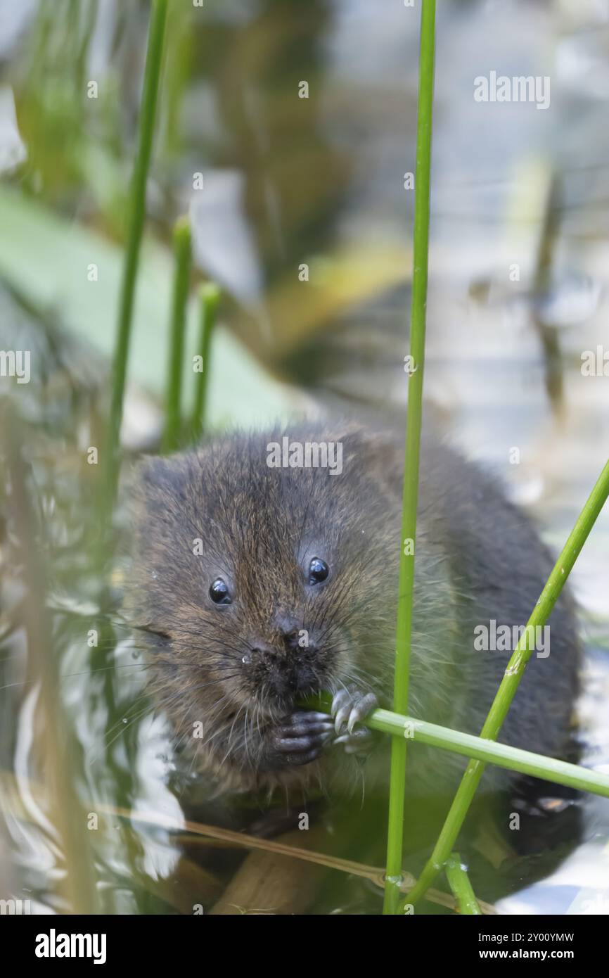 Campagnol d'eau (Arvicola amphibius) animal adulte se nourrissant sur une tige de roseau dans un étang en été, Suffolk, Angleterre, Royaume-Uni, Europe Banque D'Images