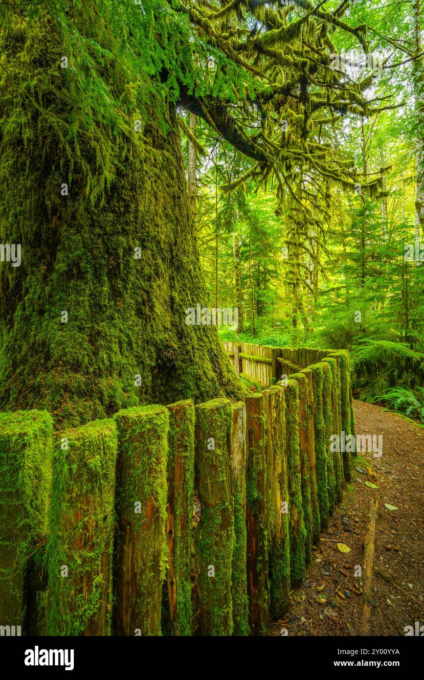 L'énorme tronc de l'épinette de sitka ancien arbre à Harris Creek en Colombie-Britannique Banque D'Images