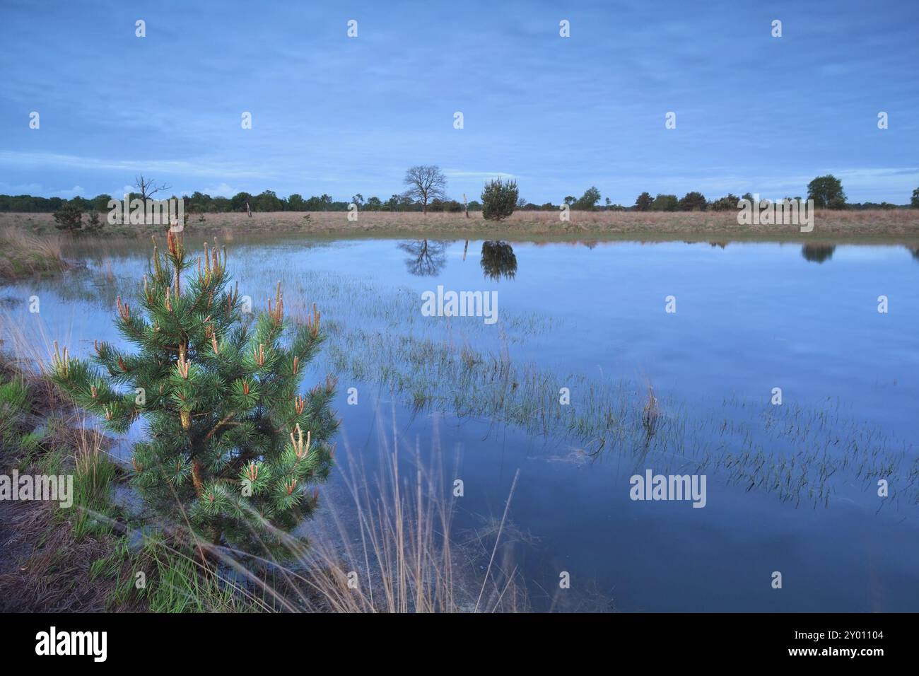 Pin par lac sauvage au crépuscule Banque D'Images