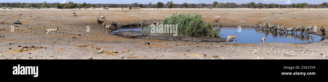 Le trou d'eau de Chudop dans le parc national d'Etosha en Namibie Banque D'Images