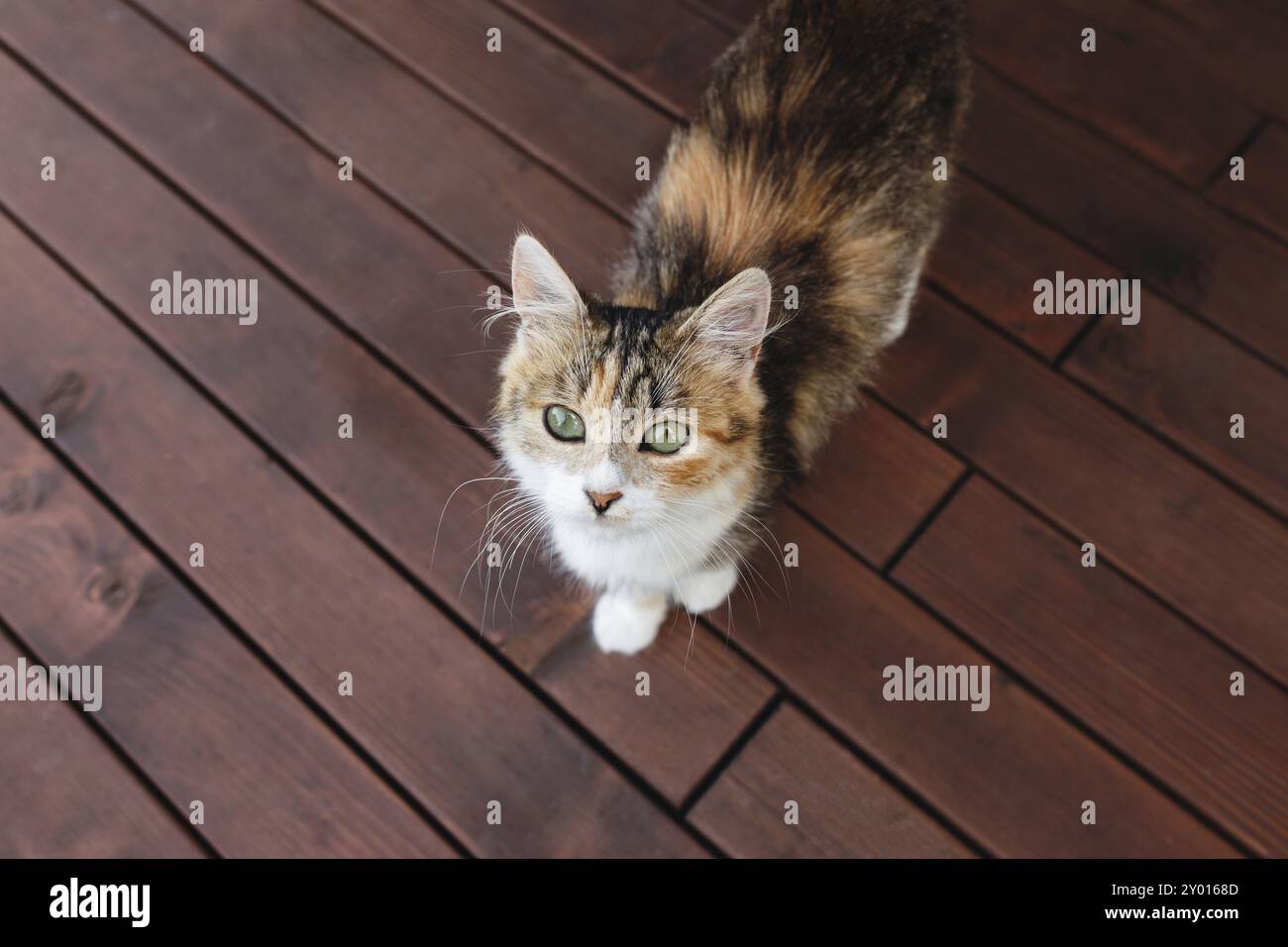 Beau chat tricolore marchant sur une terrasse en bois brun en plein air. Chat debout heureux regardant la caméra photo, posant. Concept d'animal sain et heureux Banque D'Images
