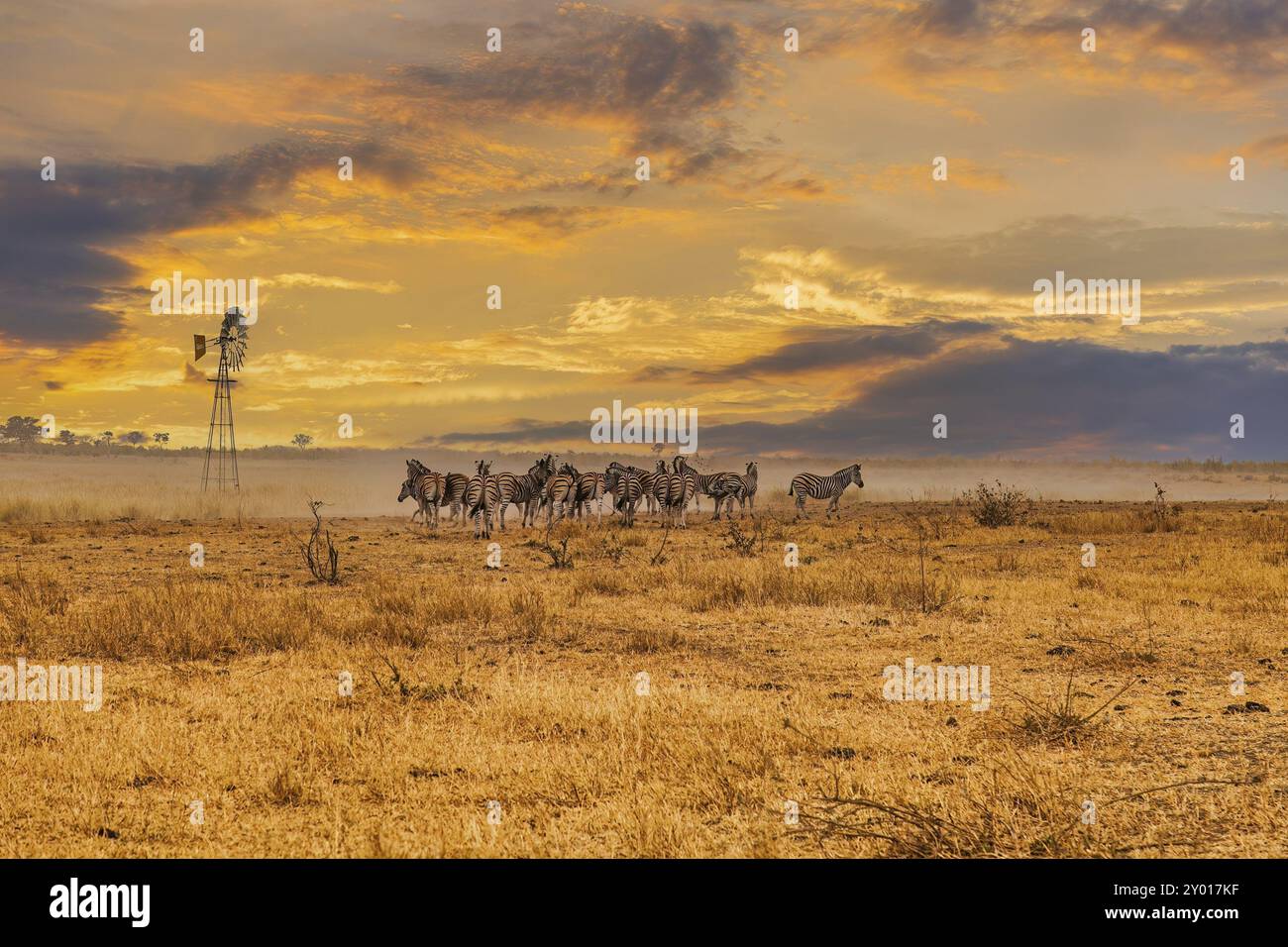 Zèbres dans un point d'eau au parc national de Krueger Banque D'Images