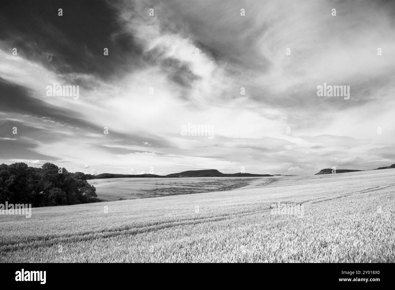 Champ d’été Banque D'Images