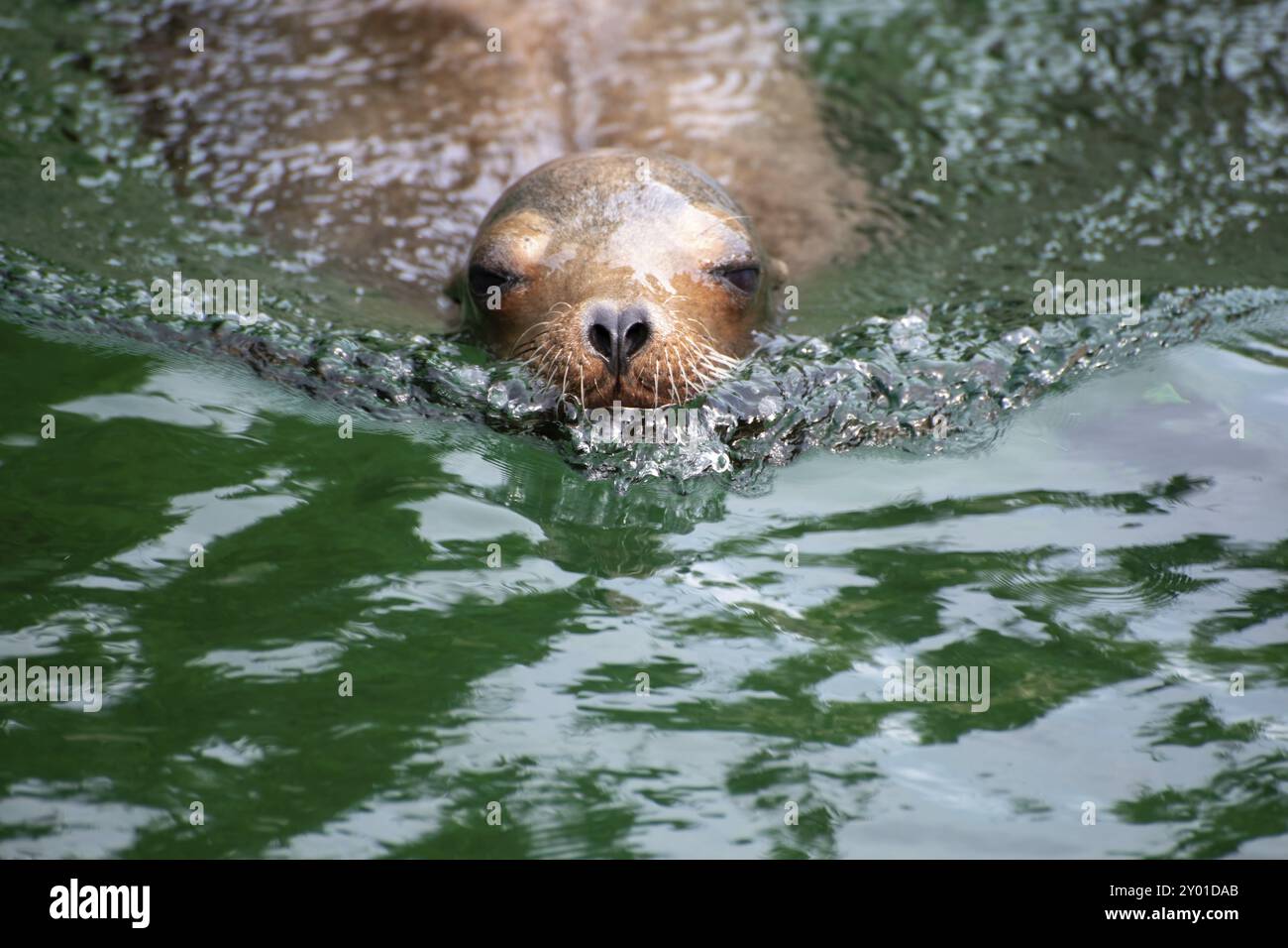 Portrait d'un phoque nageant dans l'eau bleu vert avec espace texte Banque D'Images