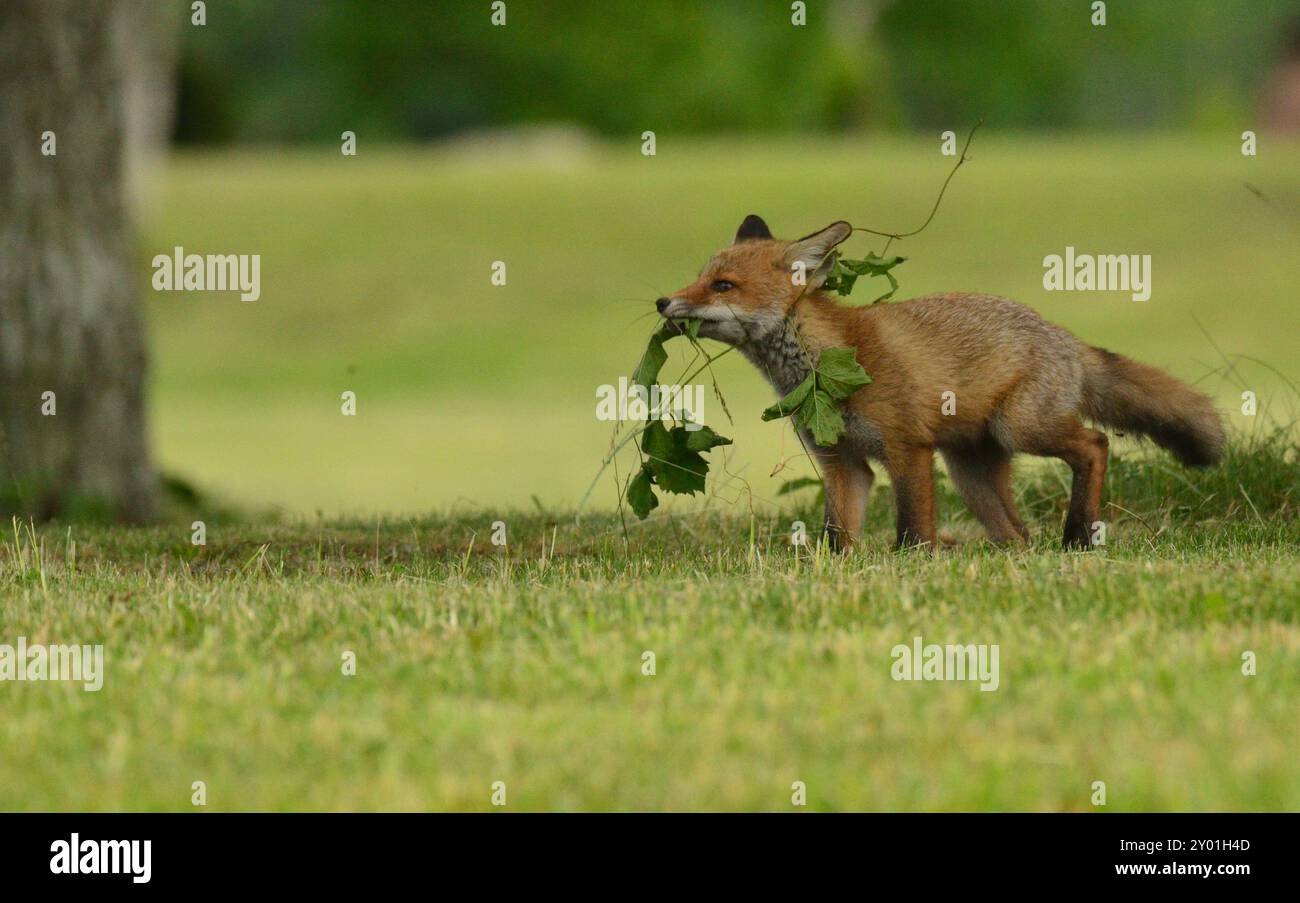 Fox Cub a trouvé un jouet Banque D'Images