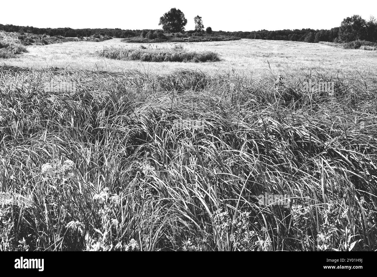 Champ de fin d'été avec ancienne clôture de ferme Banque D'Images