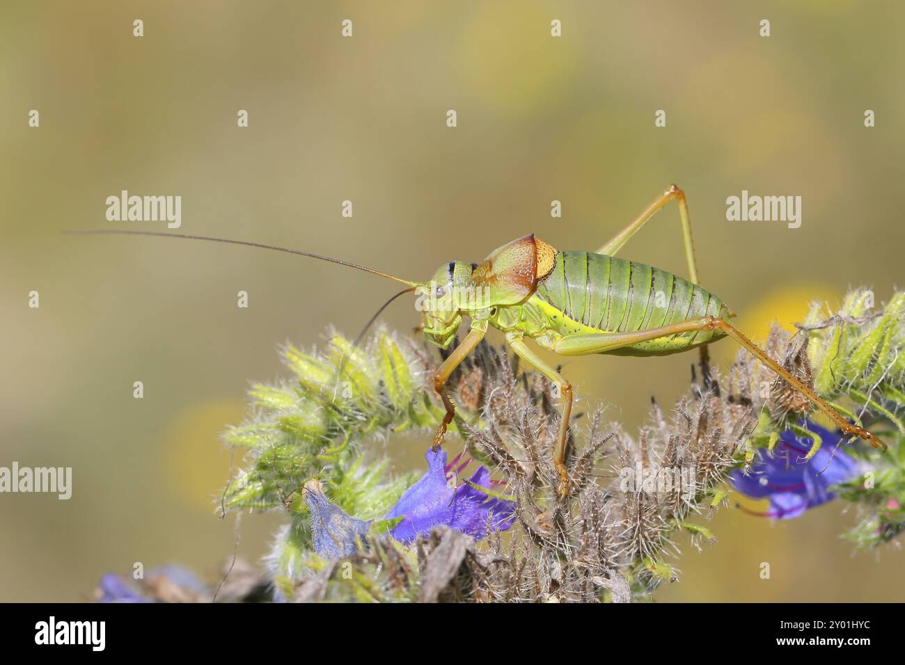 Sauterelle à selle de steppe, cricket de brousse à dos de selle (Ephippiger ephippiger), mâle, sauterelle à longues pattes, sur le bugloss de Viper (Echium vulgare), rouge Banque D'Images