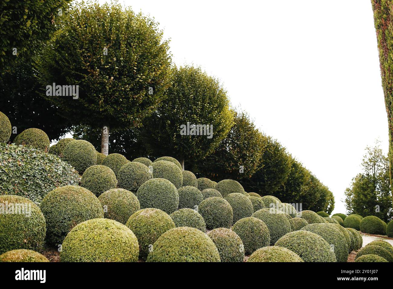Jardin paysager avec boules de buis proche en France. Sphères vertes. Banque D'Images