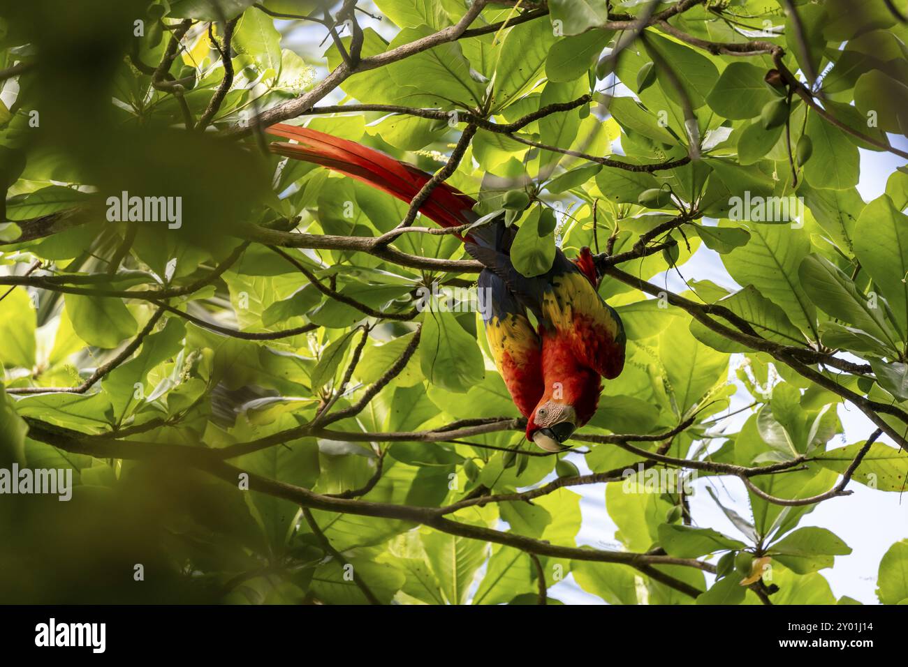 Macaron écarlate (Ara macao), recherche d'oiseaux colorés dans une amande du bengale (Terminalia catappa), forêt tropicale humide, parc national du Corcovado, Osa, Puntare Banque D'Images