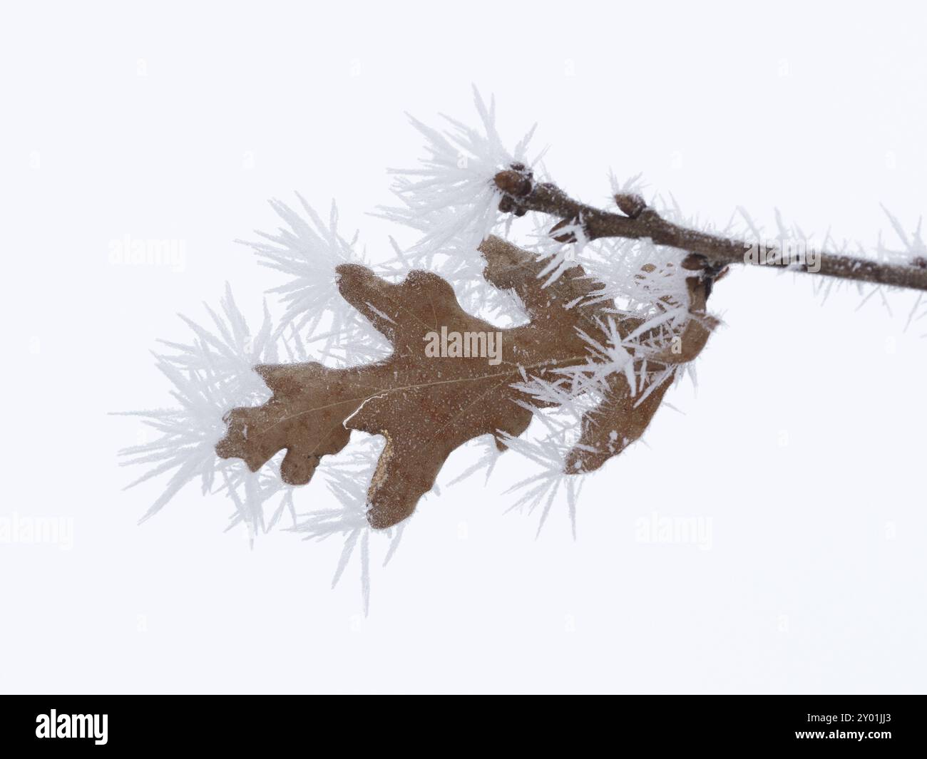 Dans le gel de Hoar, des épines de glace se sont formées sur une feuille de chêne Banque D'Images