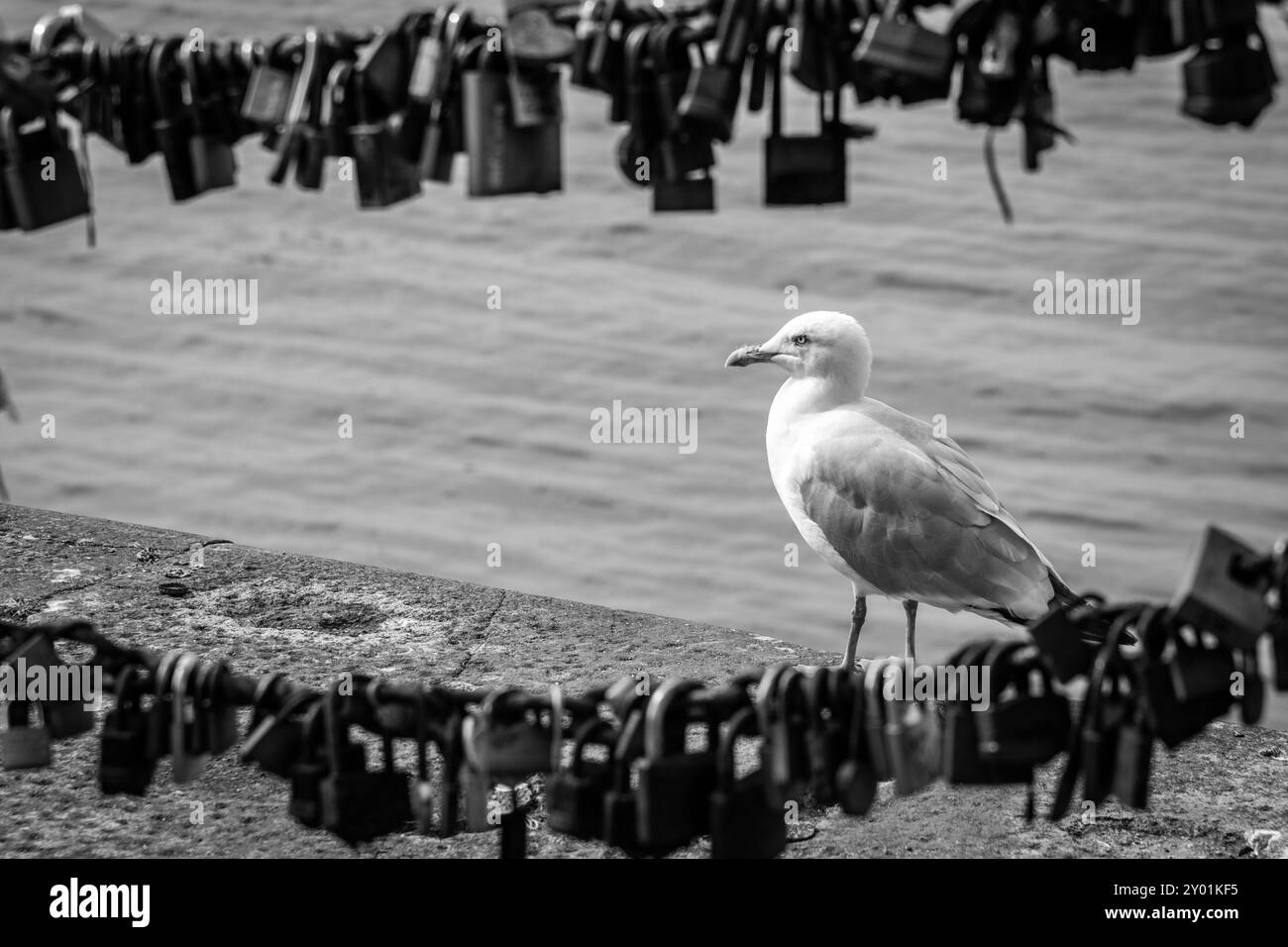 Une mouette au Liverpool Albert Docks, derrière une chaîne de cadenas Banque D'Images