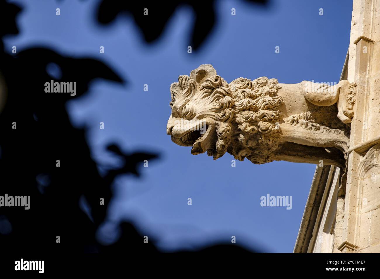 Gargola en forma de leon, Lonja de Palma de Mallorca, sa Llotja, antigua sede del Colegio de Mercaderes, Monumento historico-artistico, construida por Banque D'Images