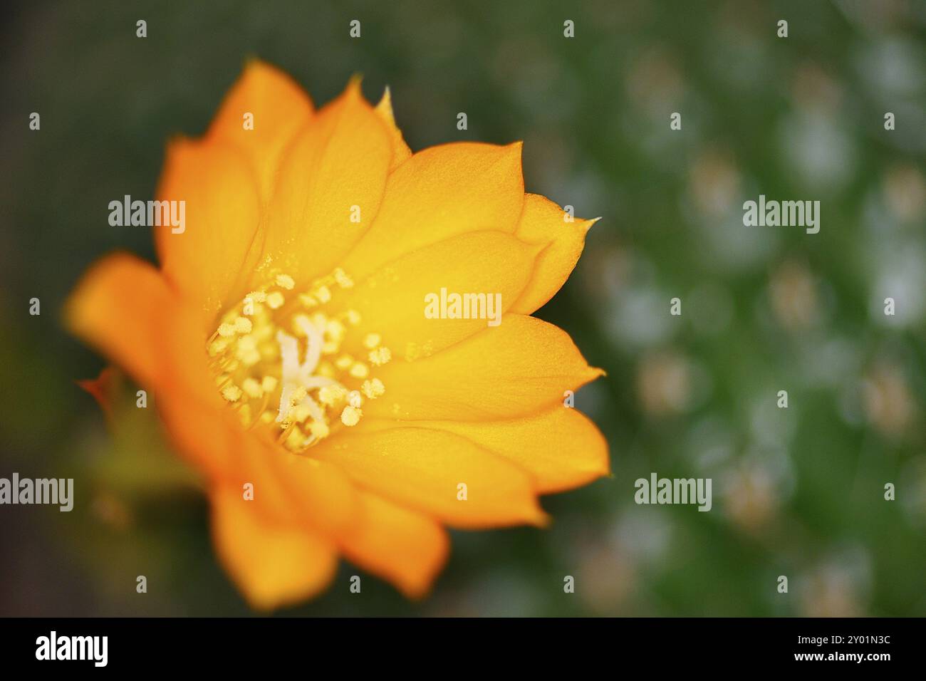 Fleur d'un cactus, fleur jaune sur une boule de cactus Banque D'Images