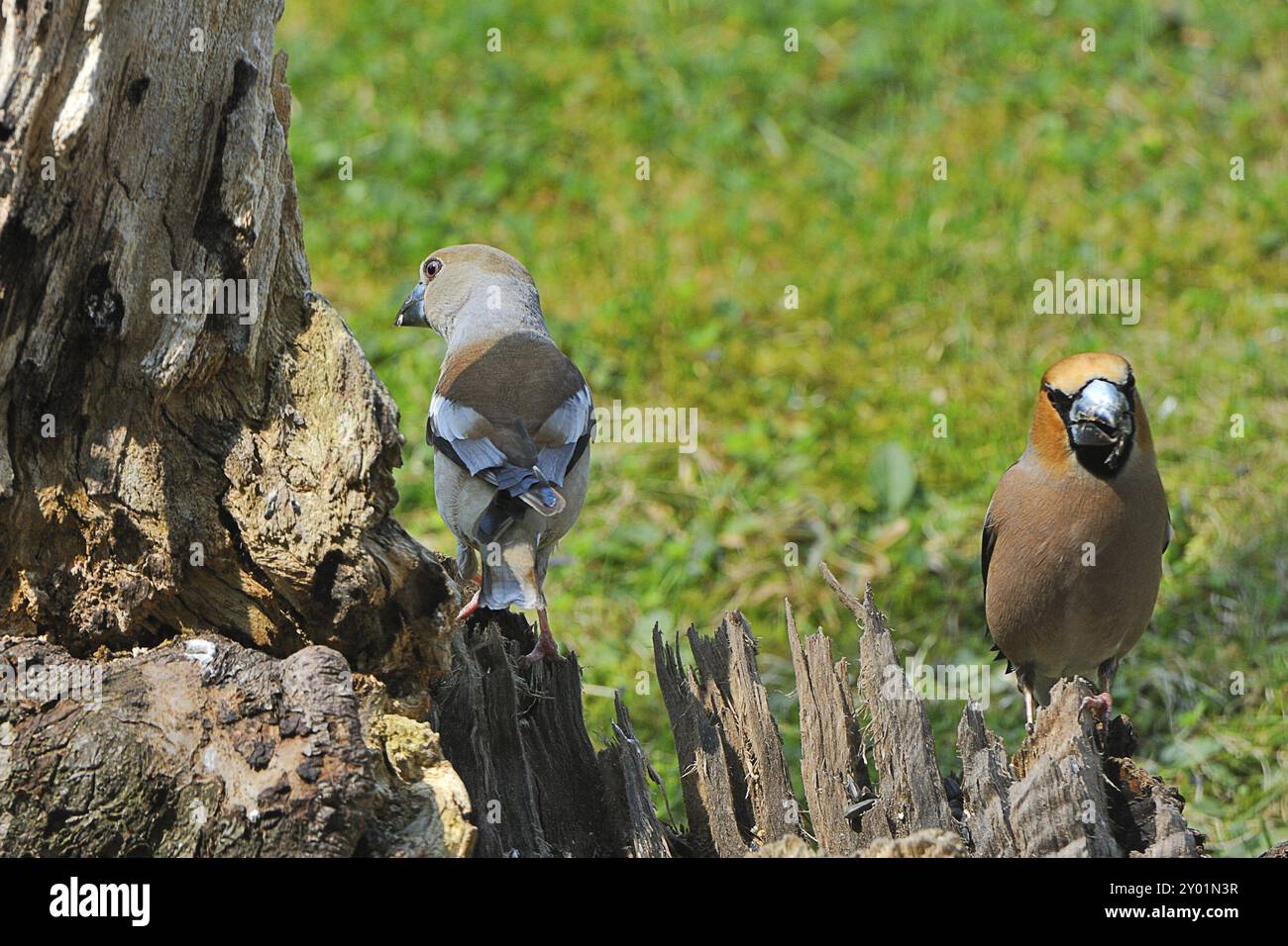 Couple Hawfinch à la recherche de nourriture. Hawfinch assis sur un tronc Banque D'Images