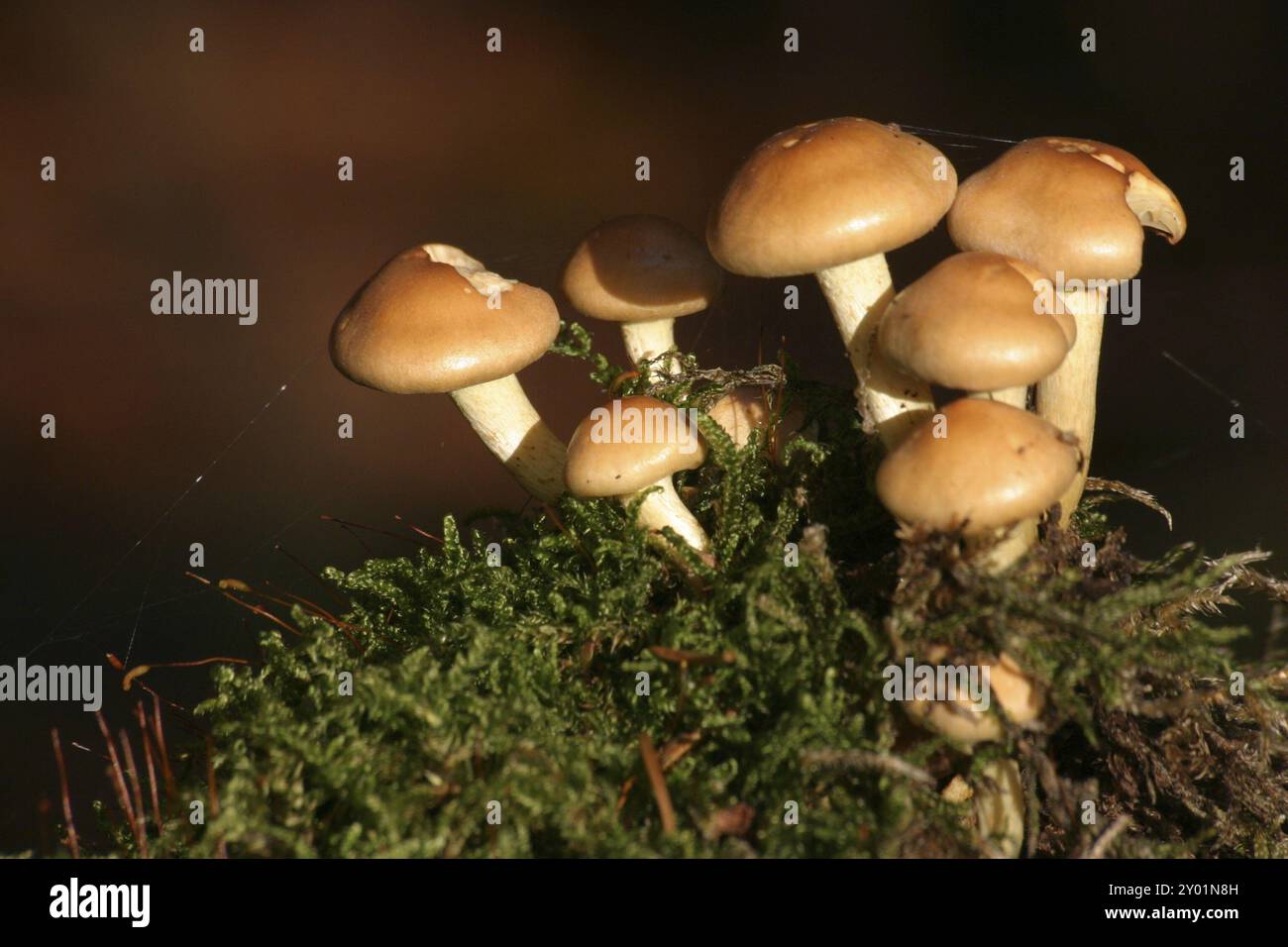 Petits champignons sur un coussin de mousse au soleil Banque D'Images