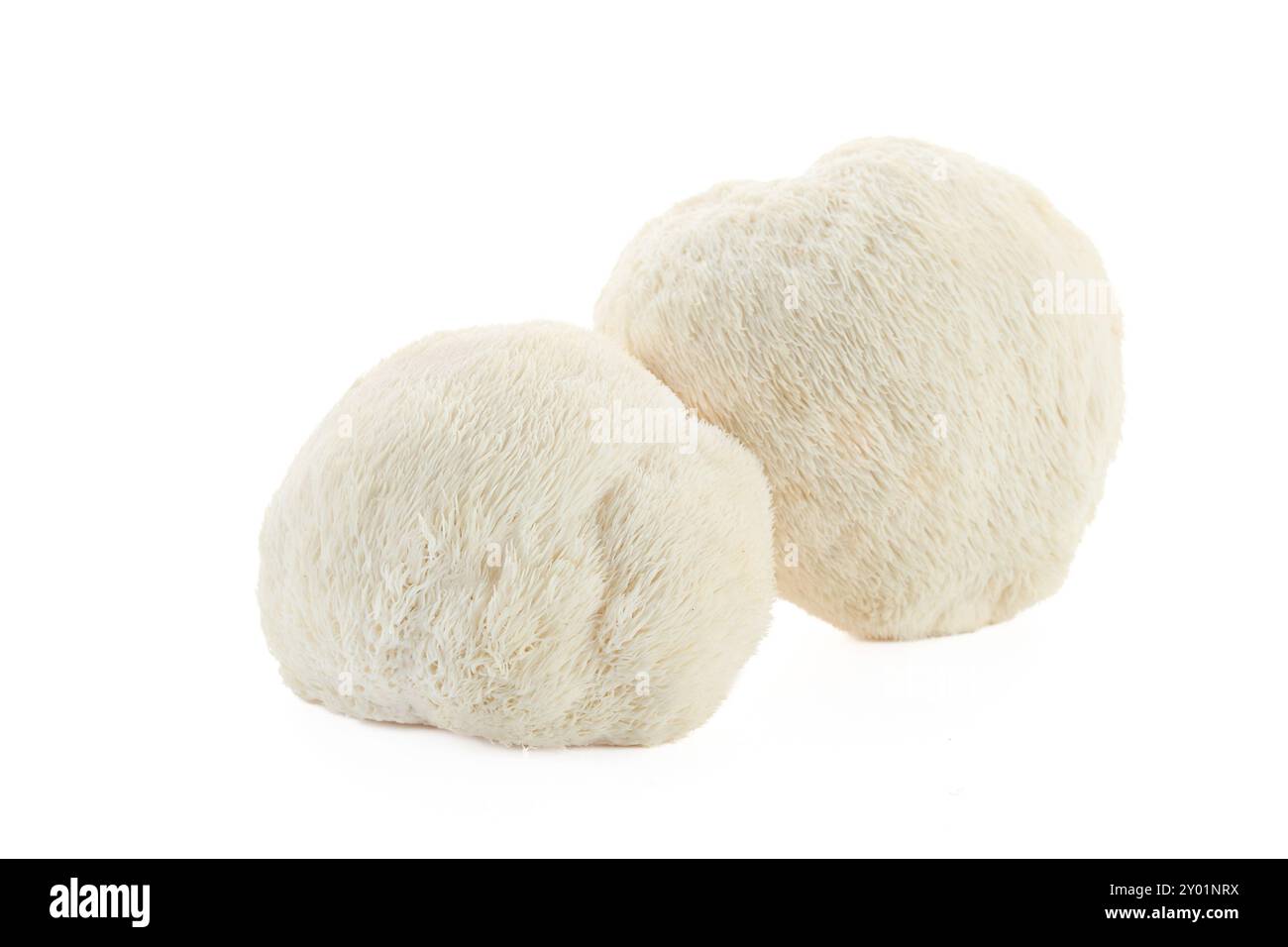 Champignons Lion's Mane sur fond blanc Banque D'Images