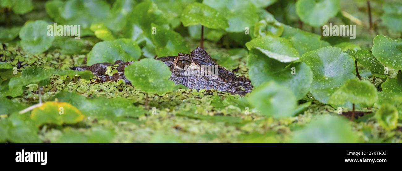 Caïman à lunettes du Nord (Caiman crocodilus) couché dans l'eau, tête au-dessus de l'eau, parmi les plantes aquatiques, Parc national de Tortuguero, Costa Rica, centr Banque D'Images