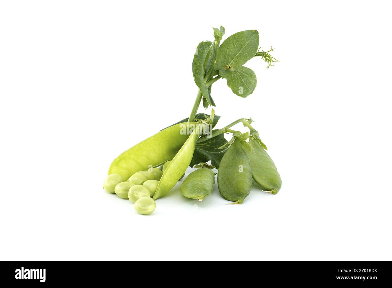 Petits pois frais avec feuilles vertes isolées sur fond blanc, petits pois de jardin ou petits pois anglais cueillis avant la maturité complète Banque D'Images