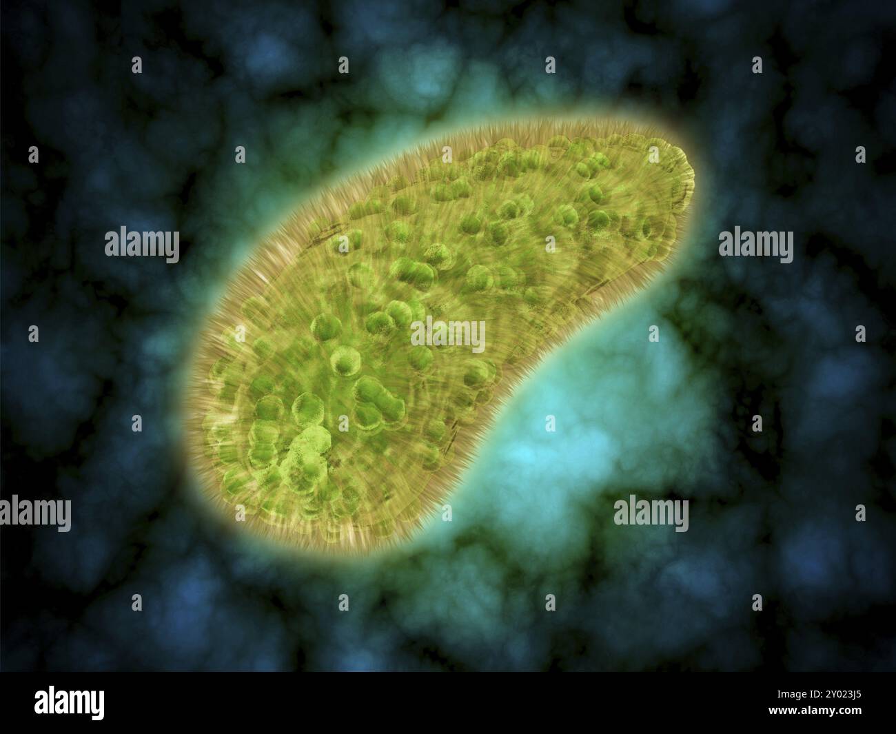 Vue microscopique de Paramecium bursaria, une espèce de protozoaire cilié qui a une relation symbiotique mutualiste avec une algue verte appelée Zoochlor Banque D'Images