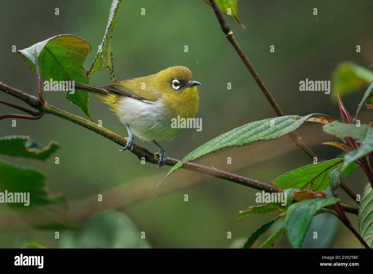 Sri Lanka yeux blancs Zosterops ceylonensis petit passereau endémique du Sri Lanka, éleveur résident dans les forêts, les jardins et les plantations, principalement en t Banque D'Images