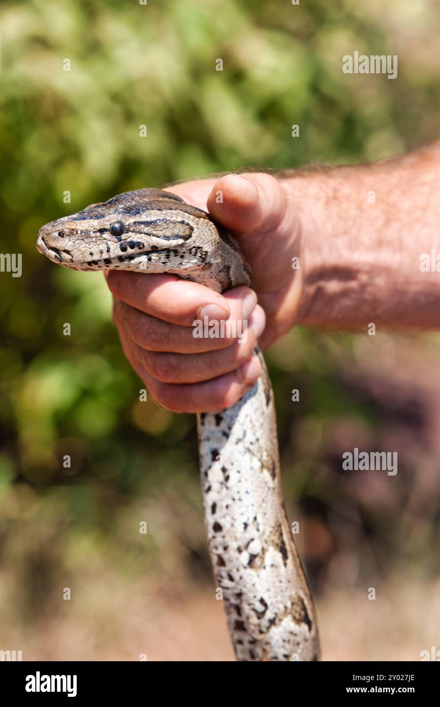 relocalisation du serpent python de roche africain, sur une pierre de granit, homme attrapant le serpent, enlèvement des parasites Banque D'Images