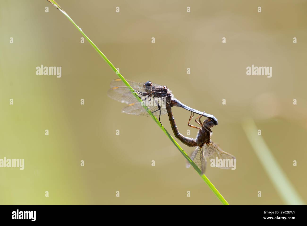 Libellules écrémer à quilles, Orthetrum coerulescens, perchées sur l'herbe, Isère, France. Deux libellules s'accouplent sur une tige d'herbe près de l'eau. Banque D'Images