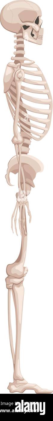 Vue latérale du squelette humain. Illustration anatomique médicale Illustration de Vecteur
