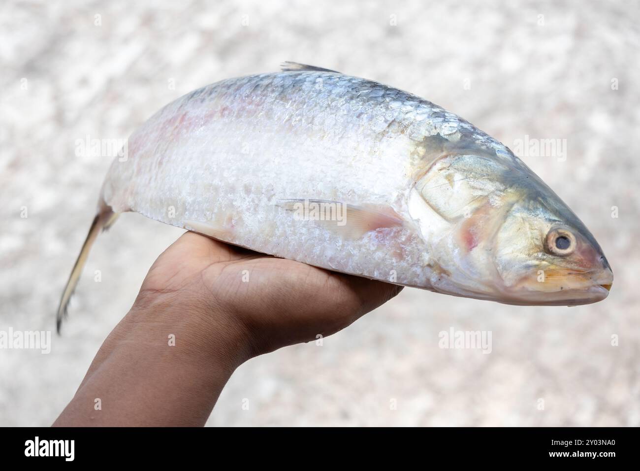 Poisson Hilsa cru frais dans la main d'une femme avec beau fond flou. Ce poisson est appelé Ilish en bengali. C'est le poisson national du Bangladesh. Banque D'Images