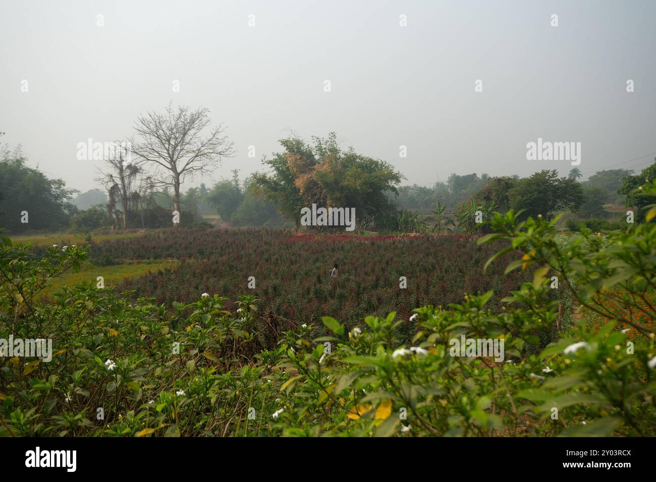 Khirai, Bengale occidental, Inde - 23.01.23 : agriculteur pulvérisant des pesticides sur des roses chinoises à la Vallée des fleurs. Rosa chinensis, connue sous le nom de Chine. Banque D'Images