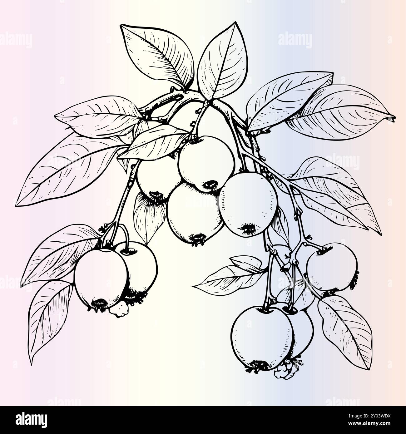 Fruit Ximenia Coloriage page pour les enfants Illustration de Vecteur