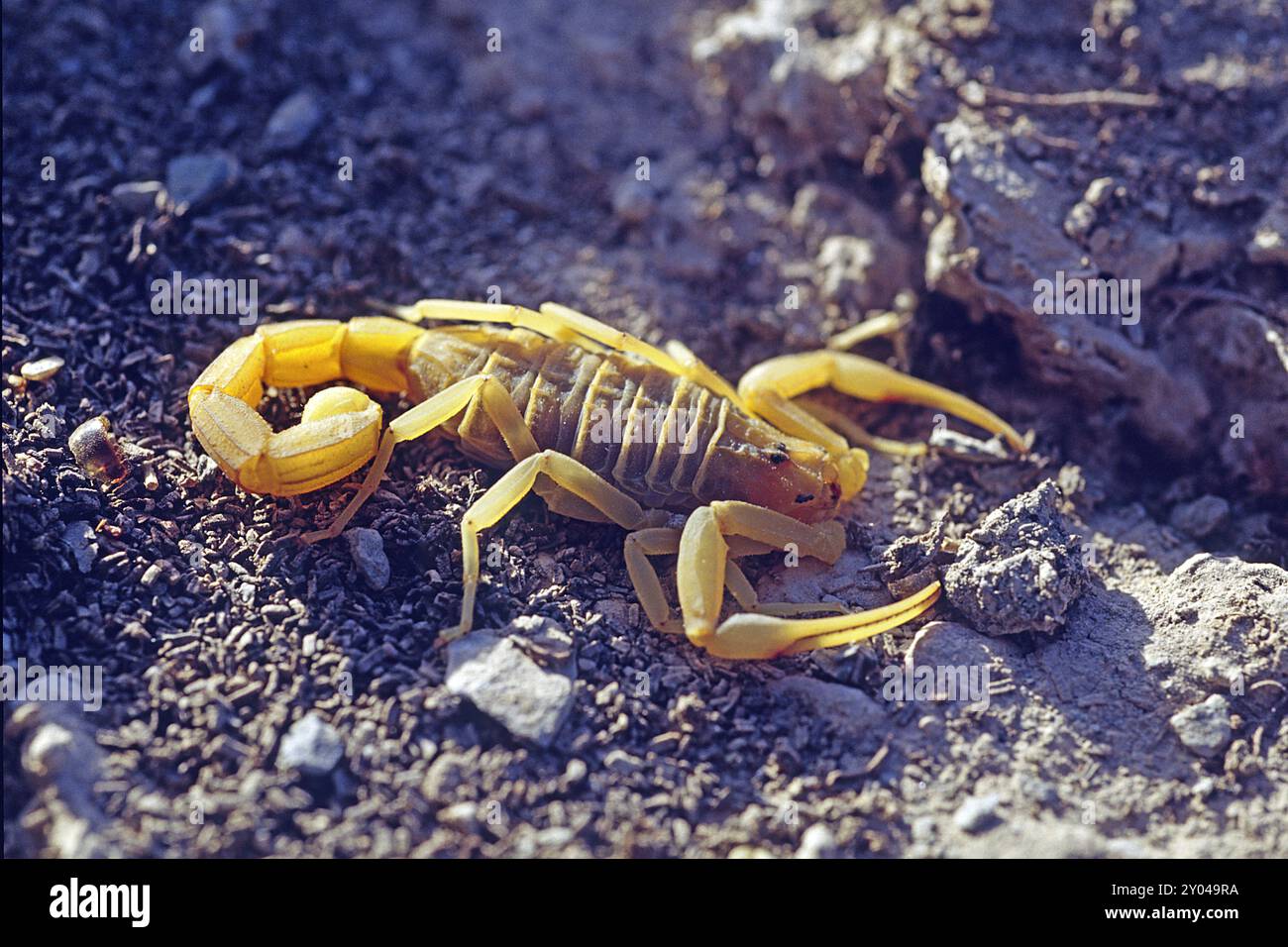 Deathstalker ou Scorpion jaune (Leiurus quinquestriatus), Quriat, Oman Banque D'Images