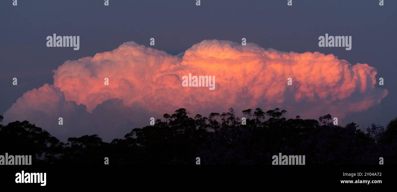 De grands nuages orange vif et violet se dressent au-dessus des eucalyptus au coucher du soleil Banque D'Images
