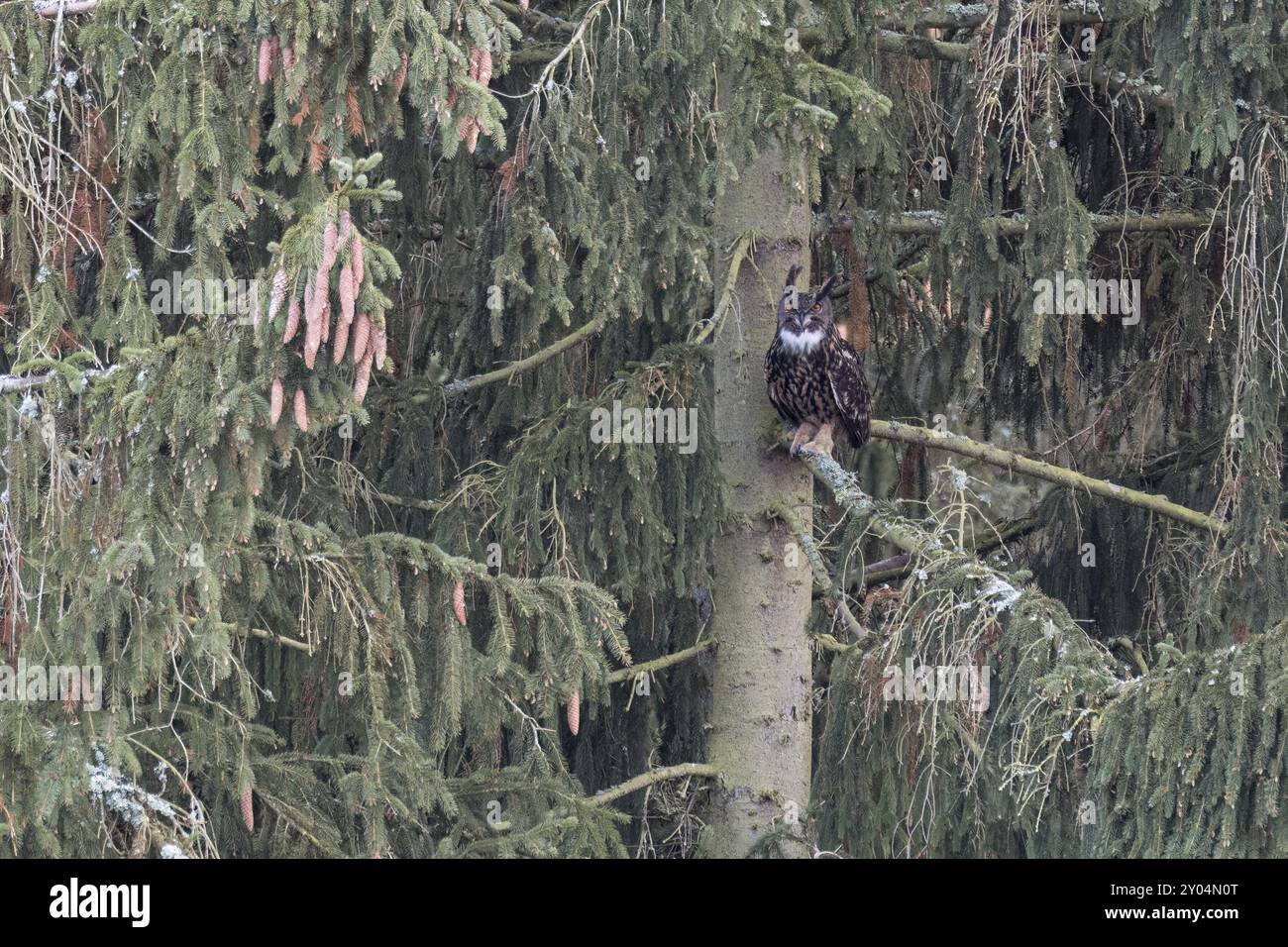 Un mâle hibou aigle est assis sur une épinette et surveille son territoire Banque D'Images