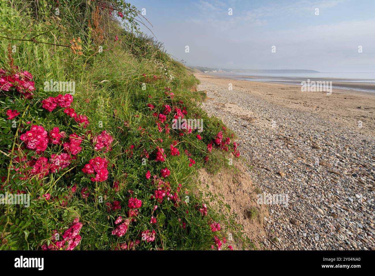 Roses rouges sauvages poussant sur les falaises de Filey Bay près de Primrose Valley, North Yorkshire Banque D'Images