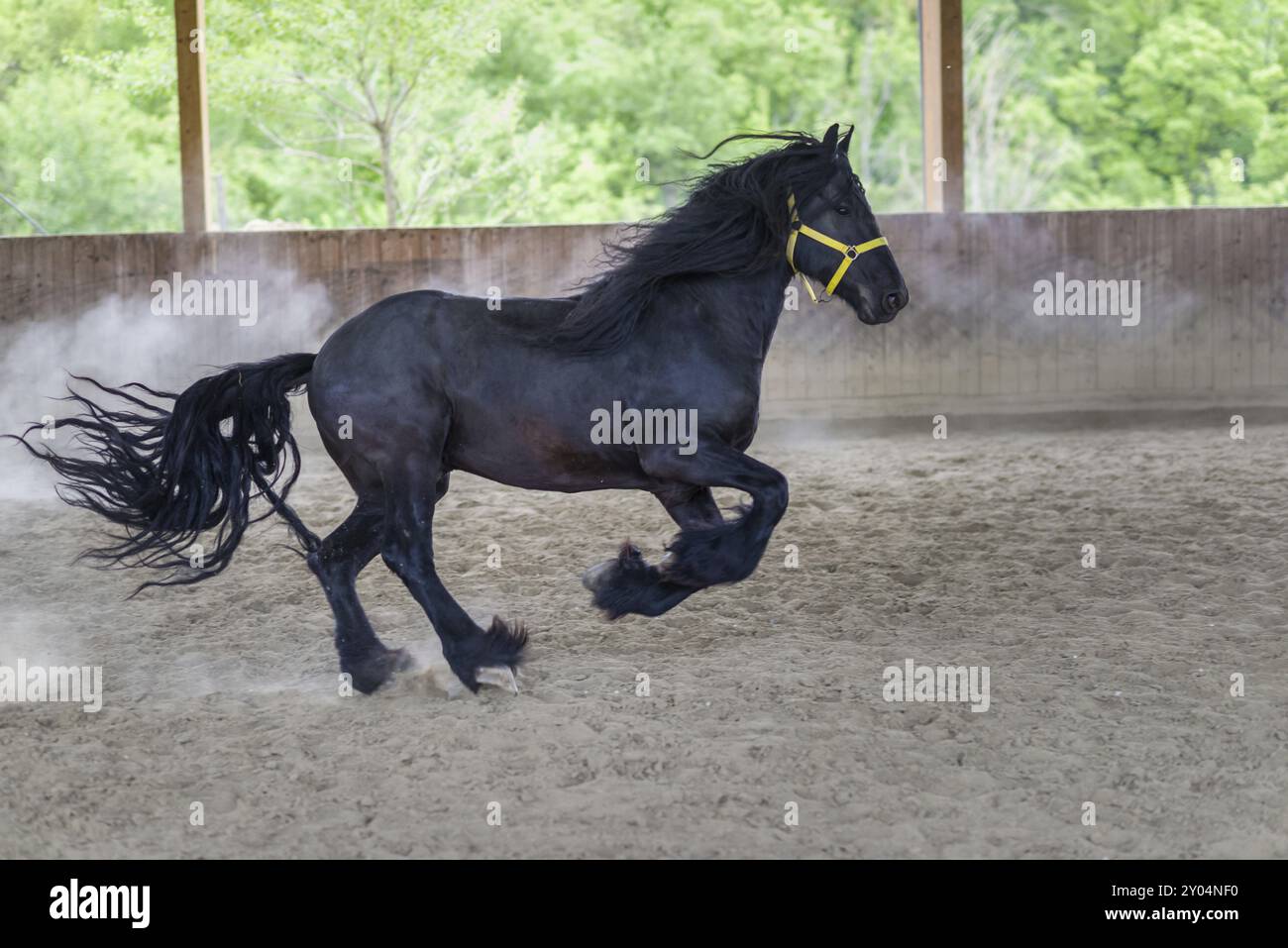 Black Stallion de cheval frison gallopping Banque D'Images
