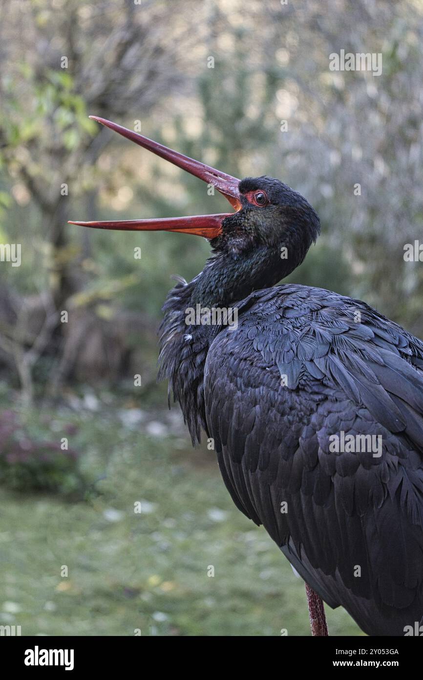 Cigogne noire lâchée dans le parc sauvage. une espèce d'oiseau rare menacée d'extinction Banque D'Images