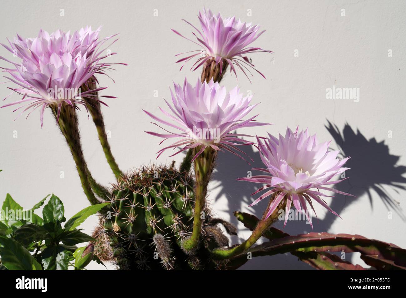 Cactus fleuri, Echinopsis, hybride, Karlovy Vary, Bohême occidentale, République tchèque, Europe Banque D'Images