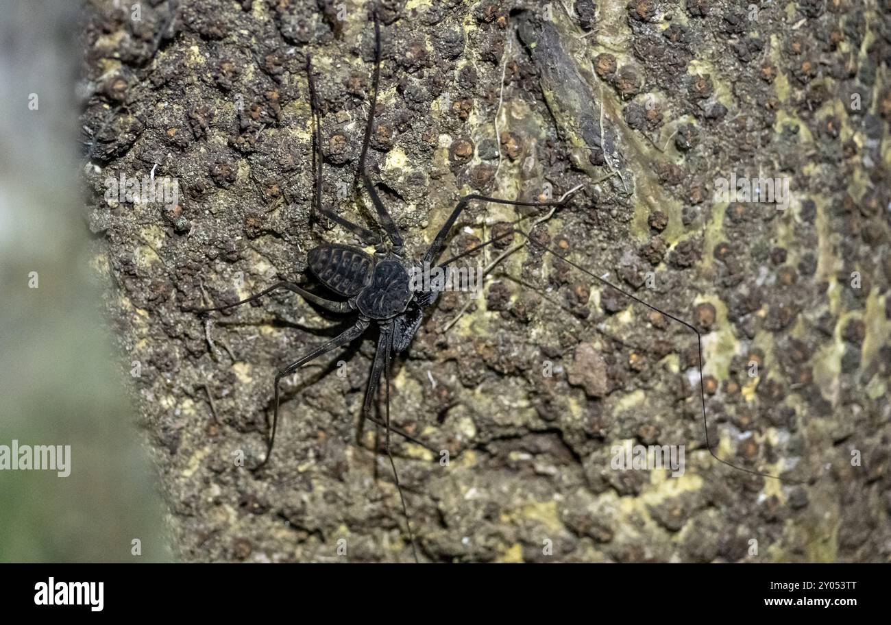 Araignée du fléau commun (Paraphrynus laevifrons), araignée posée sur un tronc d'arbre, Parc national du Corcovado, péninsule d'Osa, province de Puntarena, Costa Rica Banque D'Images